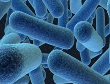 Έρευνα: H επανάκτηση βάρους μετά από δίαιτα οφείλεται στα βακτήρια του εντέρου